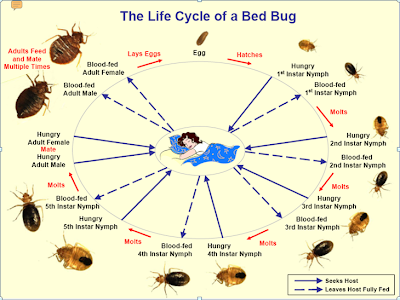 bed bug life cycle diagram