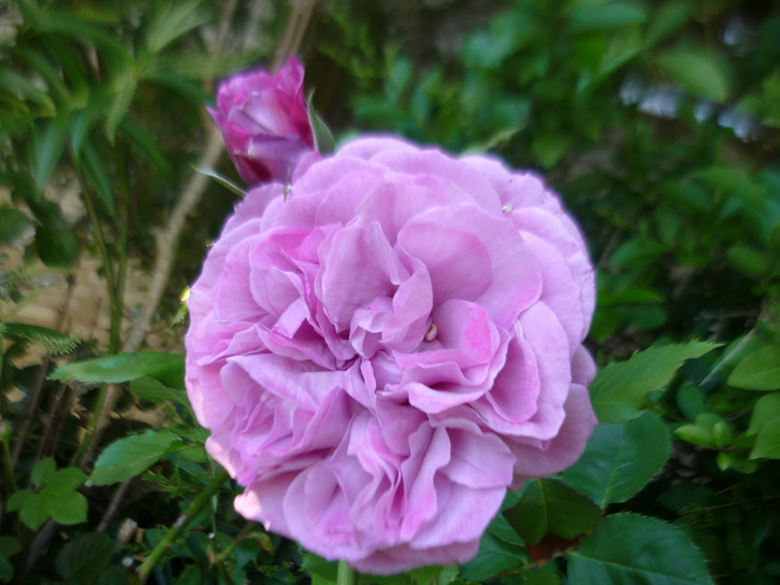 Gardening with Bob Dylan: A big bouquet of roses - Never Say Goodbye