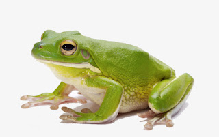 frogs dream meaning Interpretation of Frogs dream vision