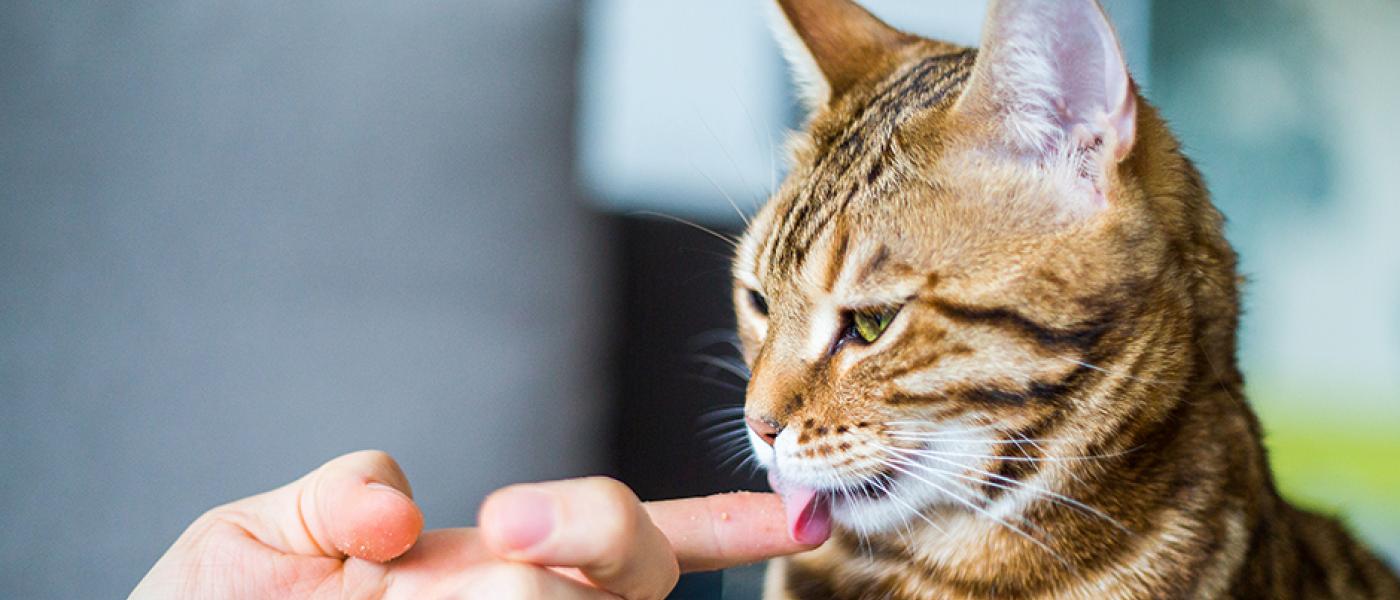 Top 7 Signs That Show Your Cat Is Happy