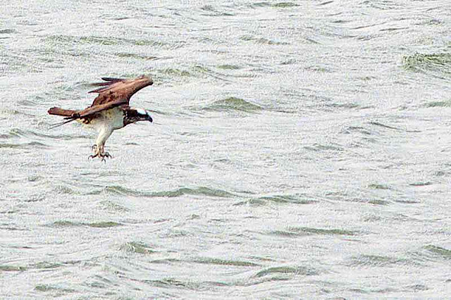 bird, osprey, Pandion haliaetus, fishing