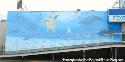 Leatherback Sea Turtles Wall Mural in Wildwood