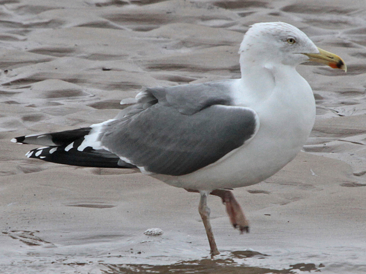 Bird Hybrids Herring Gull x Lesser Blackbacked Gull