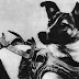 laika dog in Hindi | laika space dog