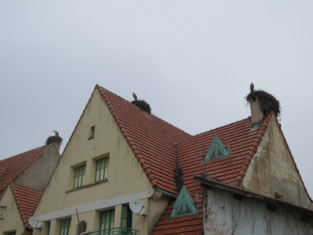 Cigüeñas en Ifrane
