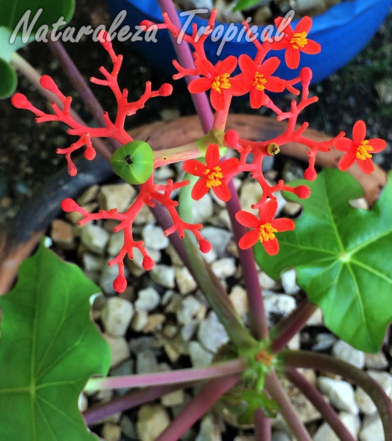 Inflorescencia con fruto en formación de la planta Jatrofa, Jatropha podagrica