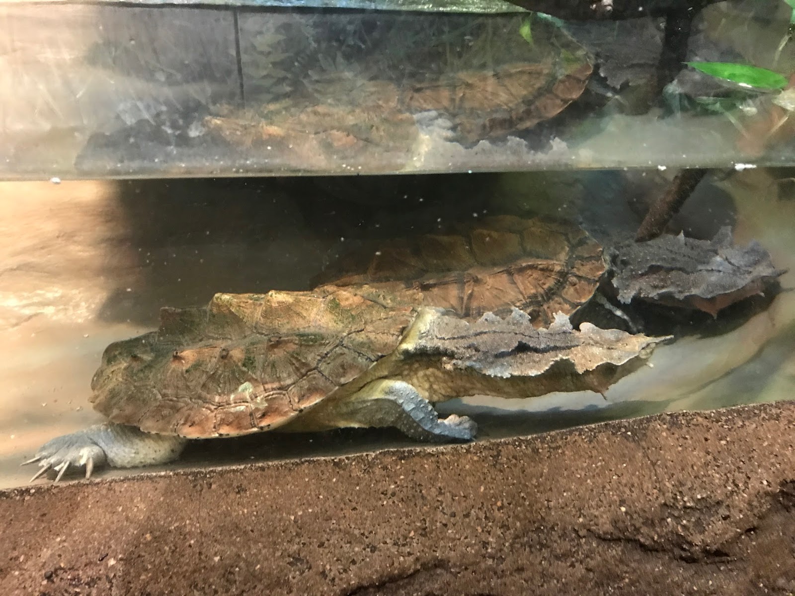 Pop's Chicago Tiki Room Reptiles at the Brookfield Zoo; Chicago, Illinois