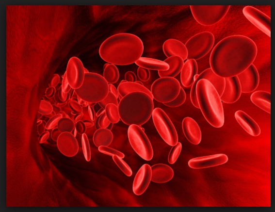 sel darah merah biologi