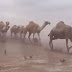 Kejadian aneh – Padang pasir Arab Saudi banjir