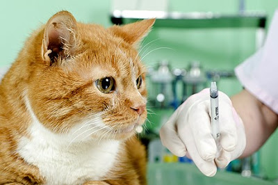 BERAPA KALI KUCING HARUS DIVAKSIN ? BERAPA KALI KUCING HARUS DIVAKSIN ?