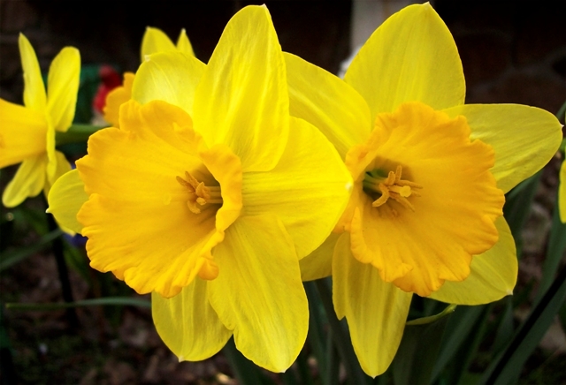 Pics Of Different Types Of Flowers Pics Of Different Types Of Flowers