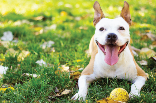 dog with ball lying on grass