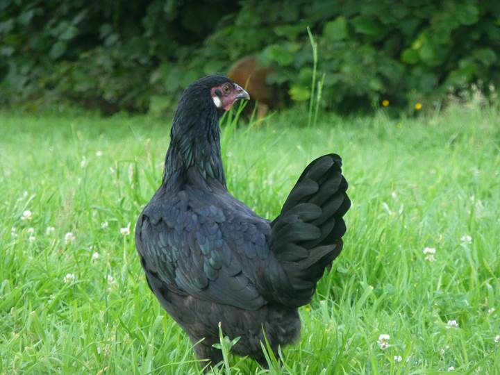 La Flèche Eine teuflisch schöne Hühnerrasse Einfach teuflisch schön