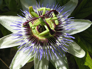Passiflora Flor en Bulnes (Asturias, España)