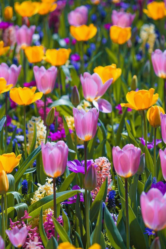 Ngất ngây trước vẻ đẹp choáng ngợp của cánh đồng hoa tulip nở rộ ở Hà Lan