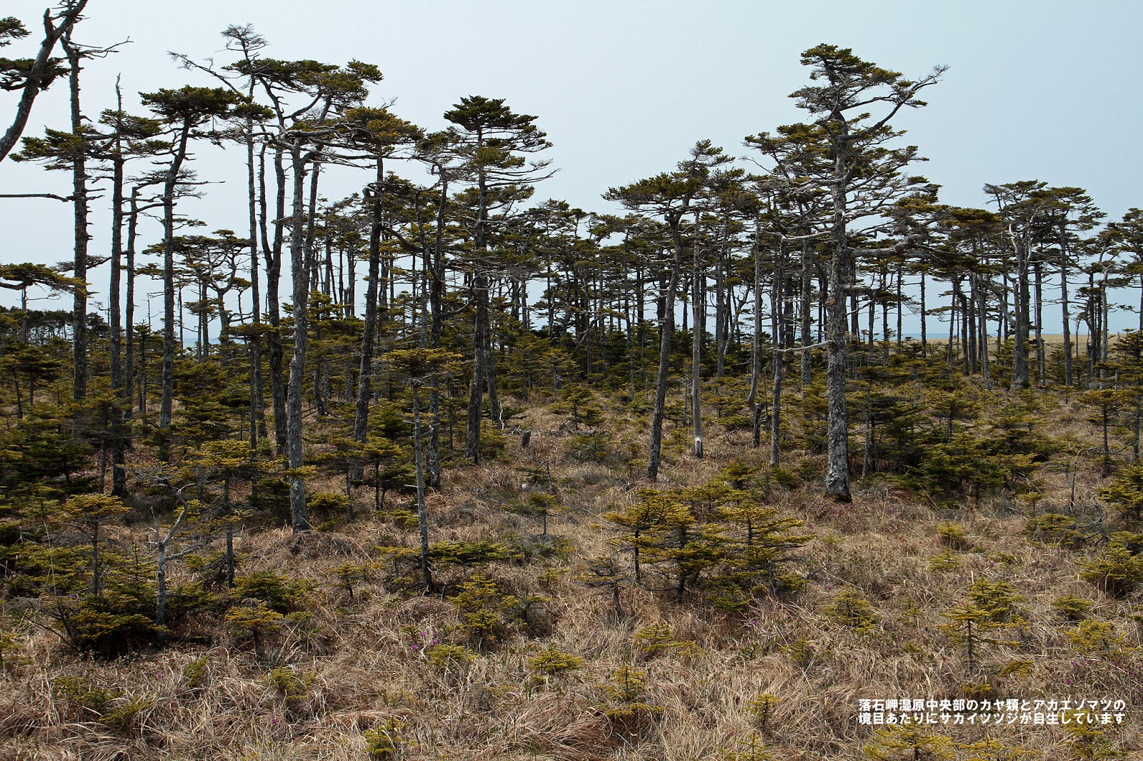 ねむろのお花情報 160521_根室市落石岬