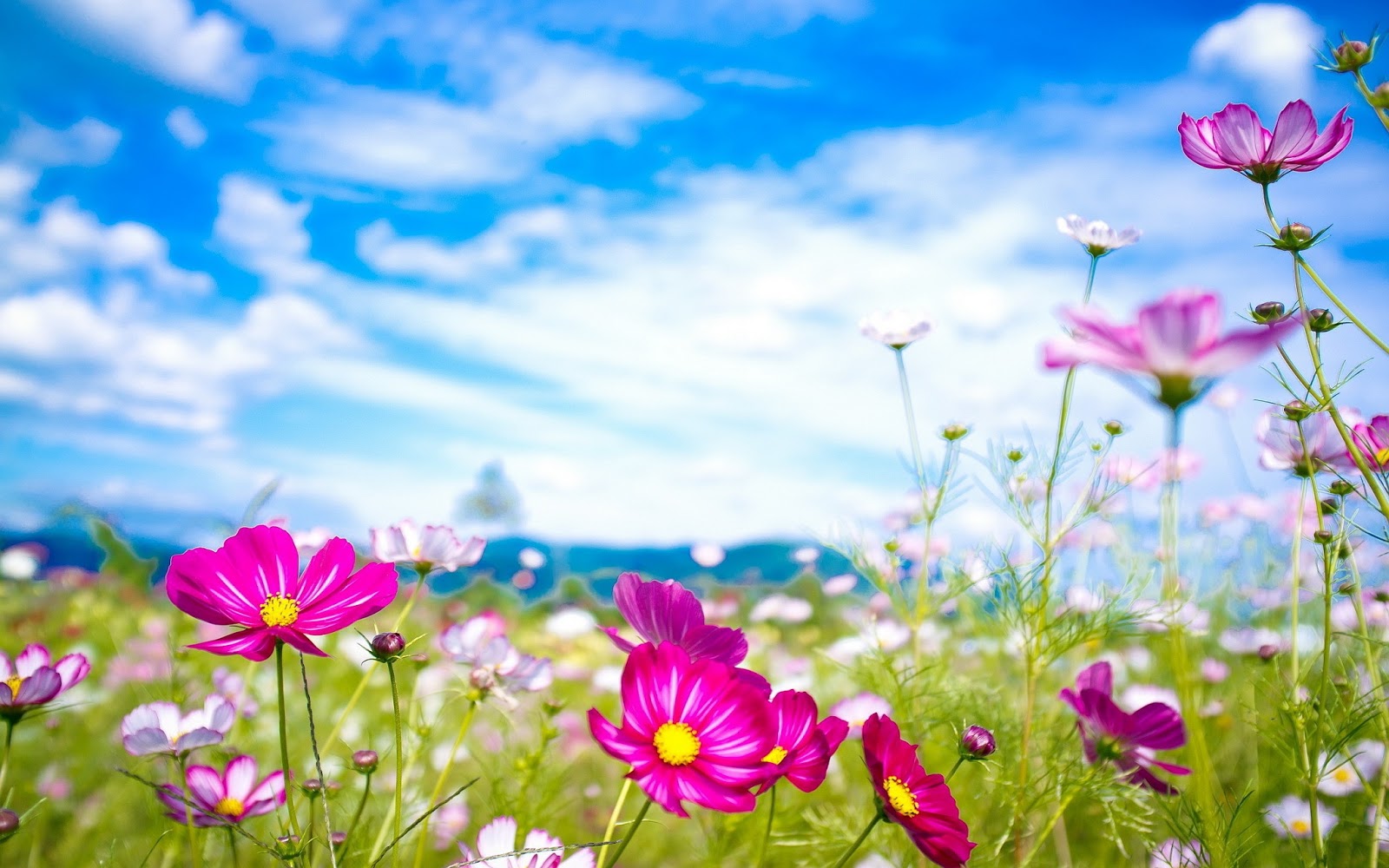 summer flowers wallpaper summer flowers wallpaper