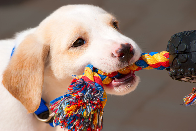 how do you entertain a puppy indoors