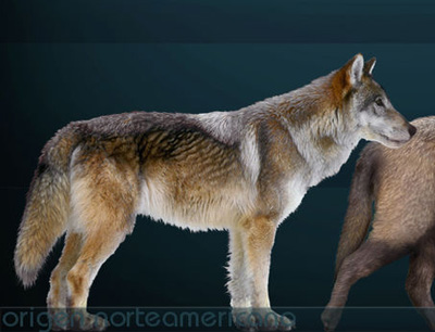 synapsida dire wolves and direr dogs size of wolves