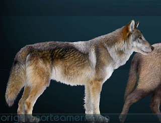 Synapsida: Dire Wolves and Direr Dogs