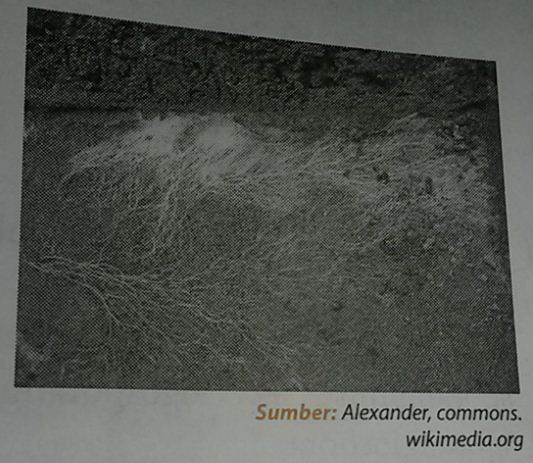 Bagian jamur yang tampak dalam gambar dibawah ini adalah ...