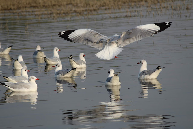 Bird watching, Bhigwan, Flamingo, Storks, Herons, Bird Sanctuary, Bhigwan Bird Sanctuar Bird watching, Bhigwan, Flamingo, Storks, Herons, Bird Sanctuary, Bhigwan Bird Sanctuar