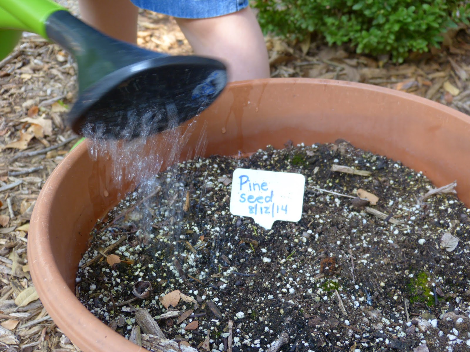 Paula's Primary Classroom: Pine cone science
