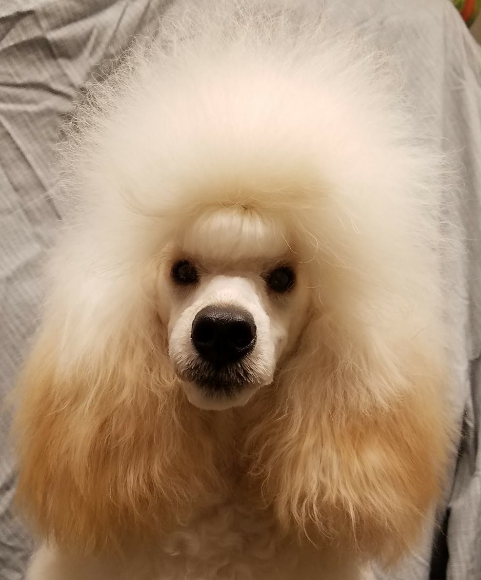 poofy hair dog