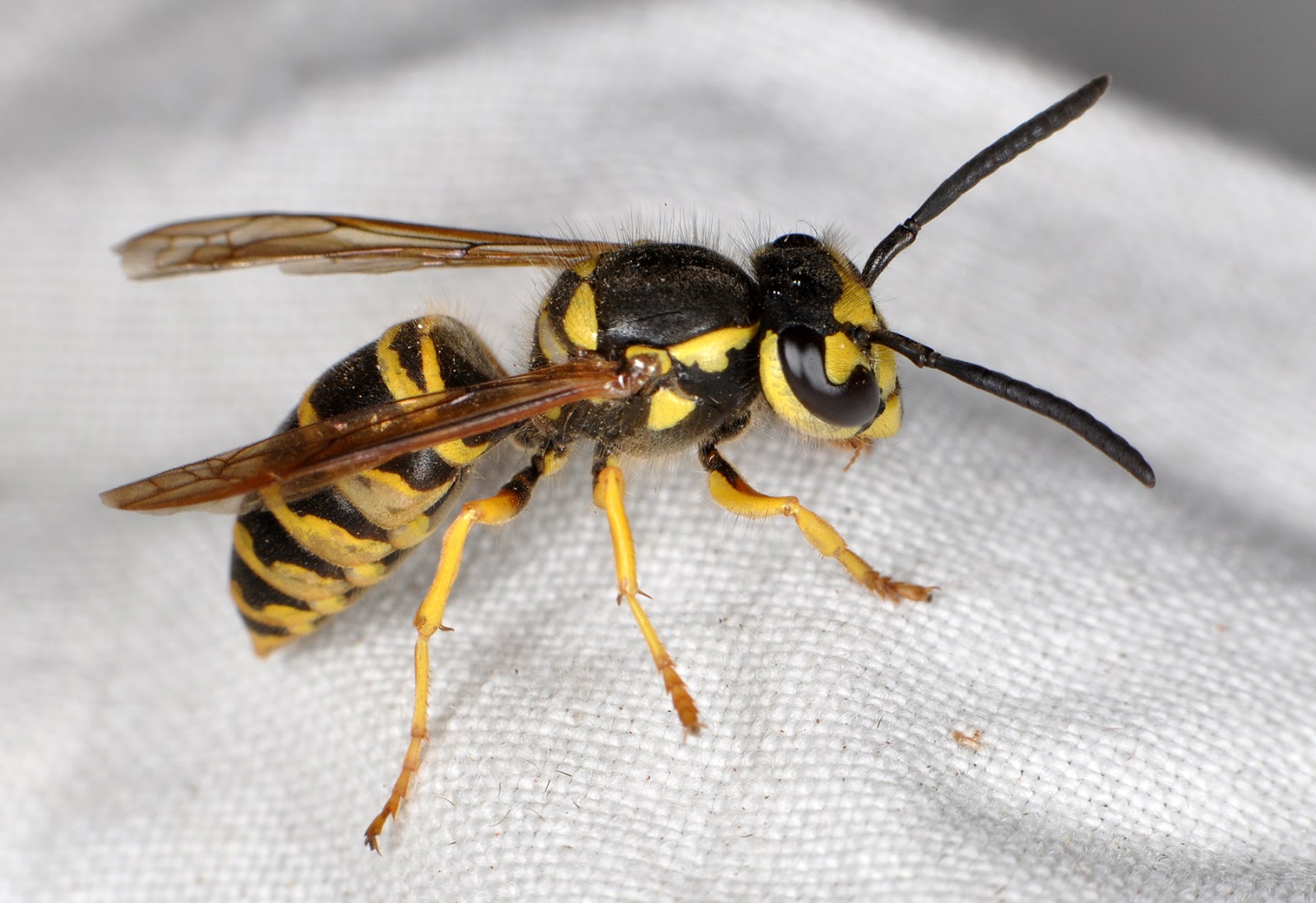 NCSU PDIC: Are Asian or Japanese giant hornets in North ...
