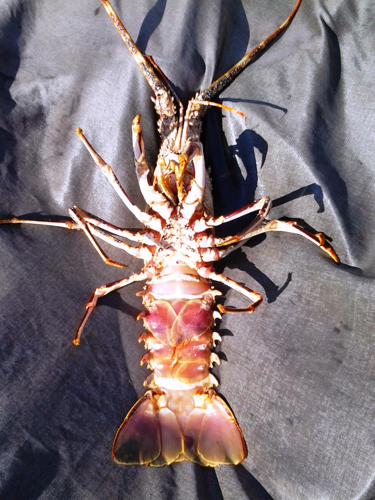 Nueva mirada al mar Langosta común eropea o mediterránea Nueva mirada al mar Langosta común eropea o mediterránea