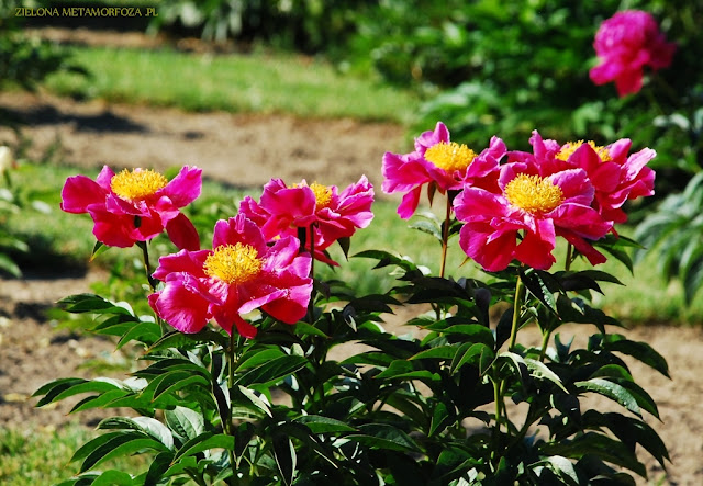 AMERICA piwonie, PeonyMAX, zielona metamorfoza, ogrody wiejskie, projektowanie zieleni.