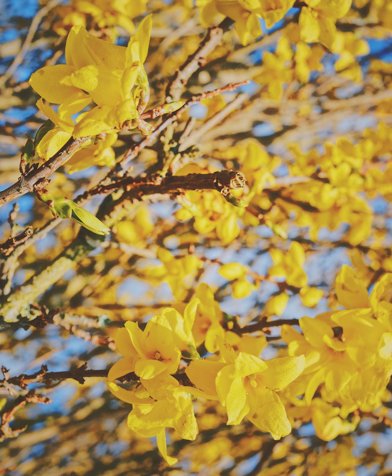 yellow flowers on a tree