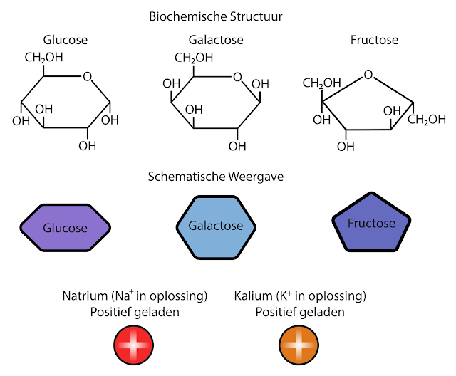 BB005 - Koolhydraat vertering Basis BP%2B005%2B %2BCarb%2BAbsorption Background%2Bpanel%2BNL - BB005 - Koolhydraat vertering Basis