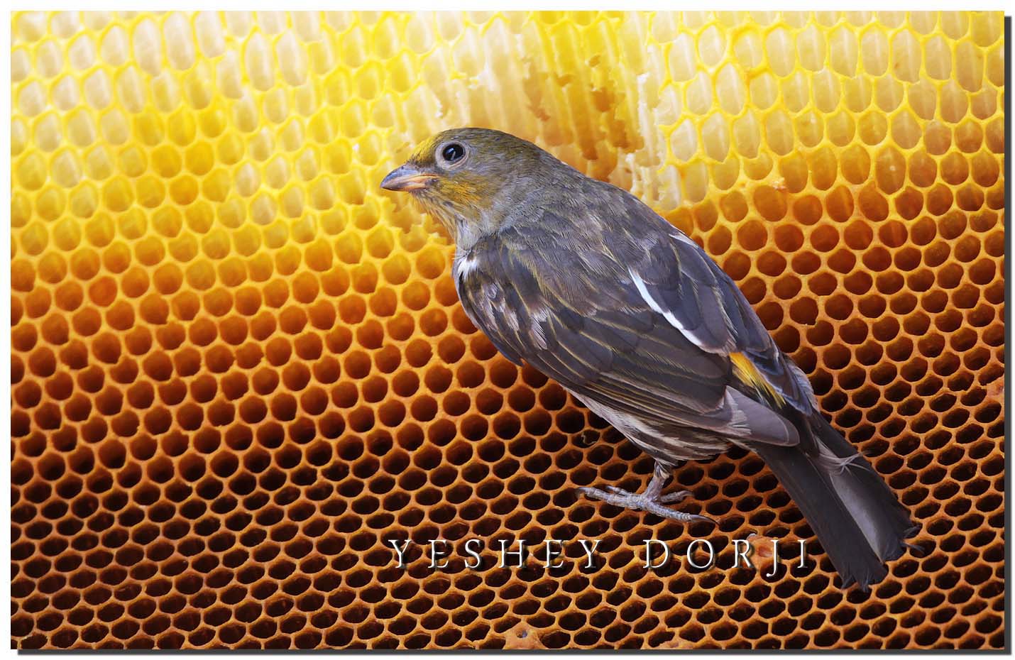 Bhutan Land Of The Thunder Dragon Yellowrumped Honeyguide (indicator