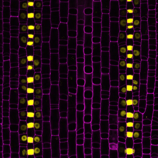 Stanford Scientists Reveal How Grass Developed a Better Way to Breathe Grass