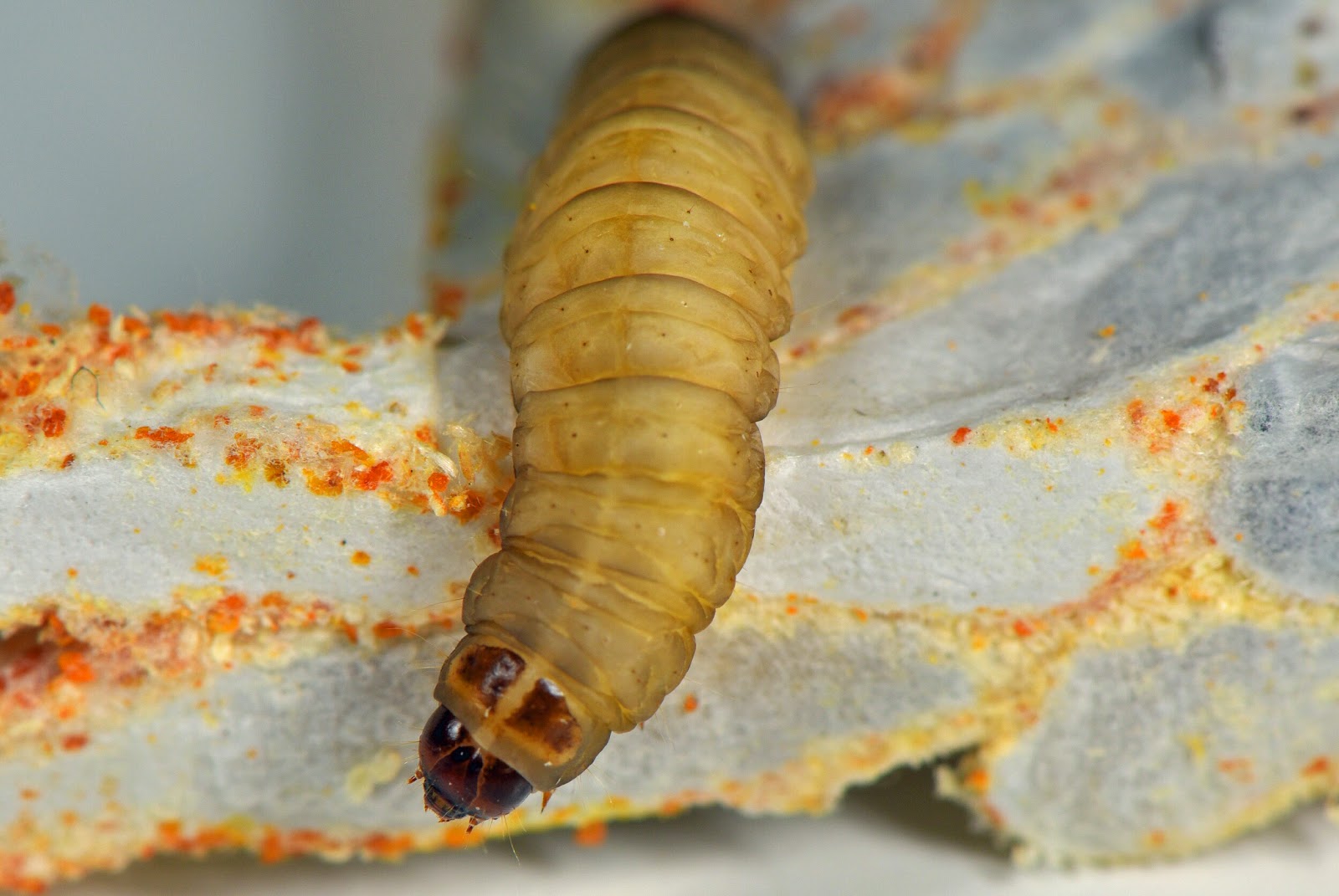 The good life Wax moth larva