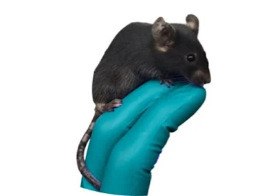John Harris y su equipo diseñaron ratones que desarrollaron vitíligo para que puedan probar nuevos tratamientos para la enfermedad.