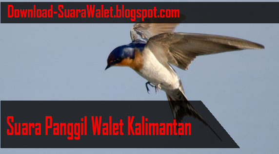 Download Suara Panggil Walet Kalimantan 