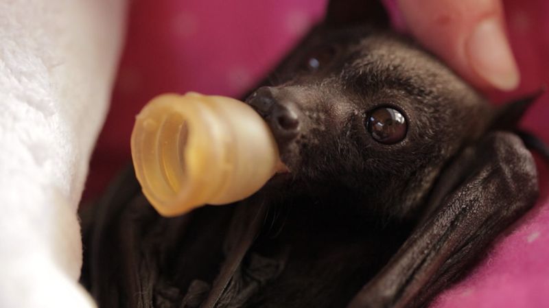 Baby Animals: Bat - Pup 18