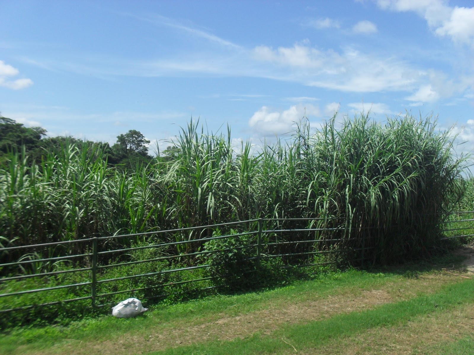 Back to Agriculture Goat Farming Goat Farms in Trinidad