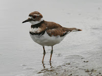 Killdeer Killdeer