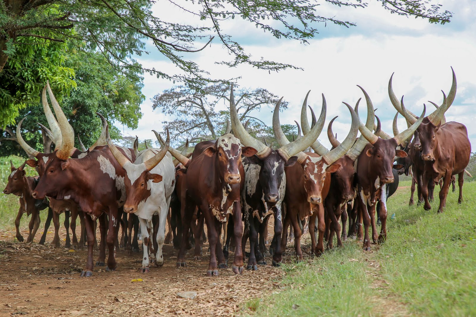 THE LONG HORNED ANKOLE COW