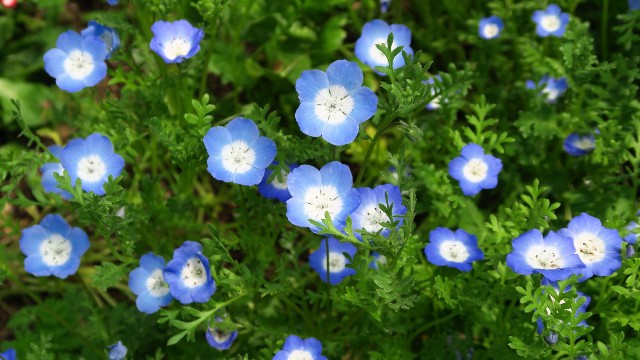 Pretty Spring Flower Pictures Pretty Spring Flower Pictures