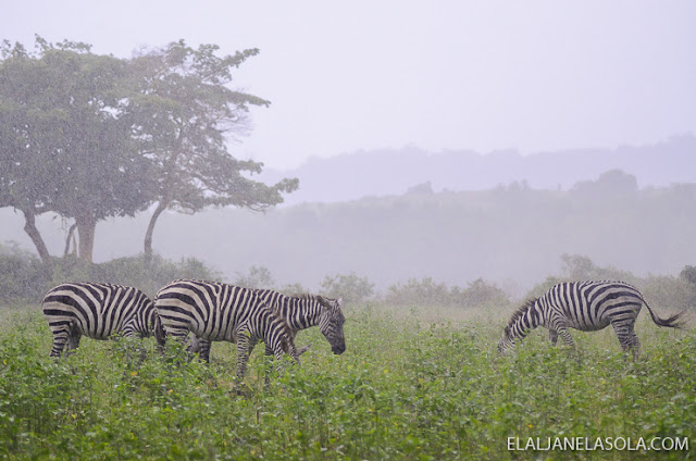 Coron | Calauit Safari Park & Pamalican Island (Natural Arts Travel and Tour) Palawan