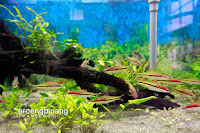 taman akuarium air tawar