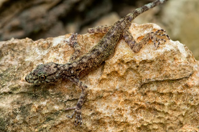 Species New to Science [Herpetology • 2013] Cnemaspis