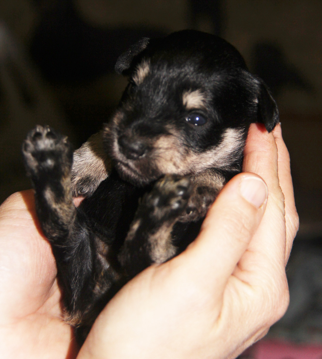 Miniature Schnauzers etc.: Bobby's puppies 2,5 weeks old!