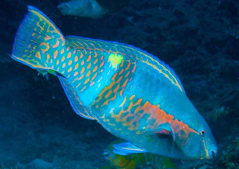 Ryukyu Life Photo of the Week Parrot Fish with a Heart