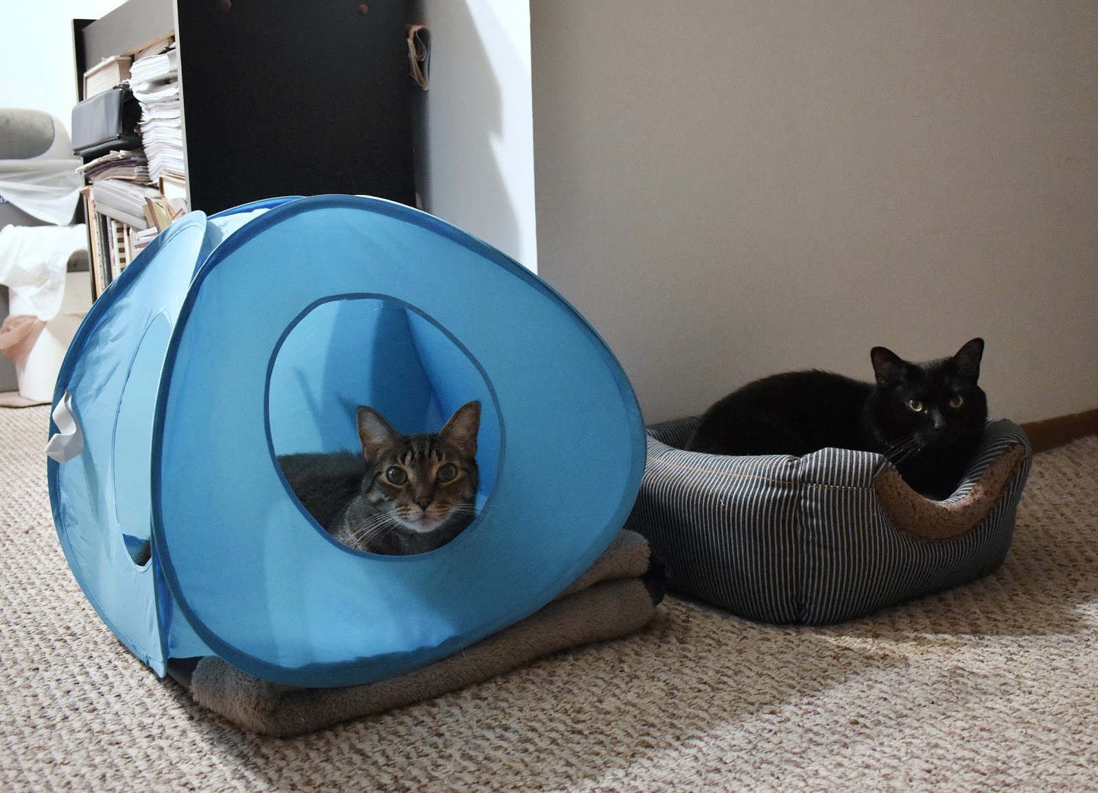 Do cats need human interaction or are they completely fine on their own