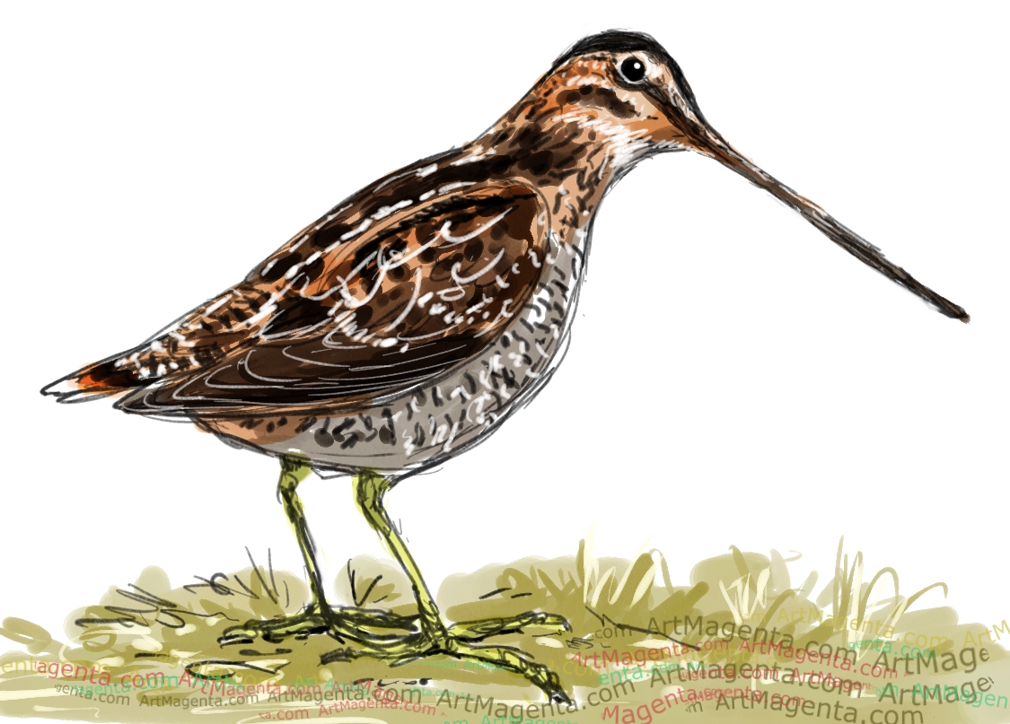Birds: Common Snipe
